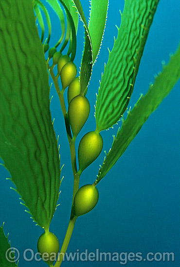 Giant Kelp Gas filled floats photo