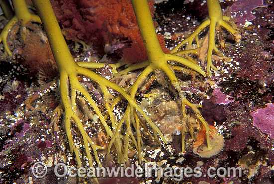 Giant Kelp claw-like Holdfasts photo Giant Kelp claw-like Holdfasts photo