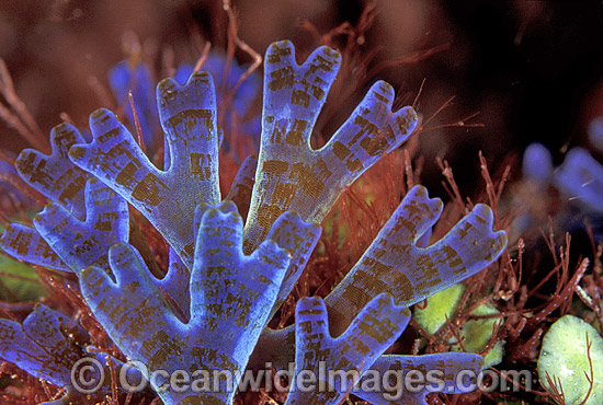 Peacock Algae Dictyota dichotoma photo