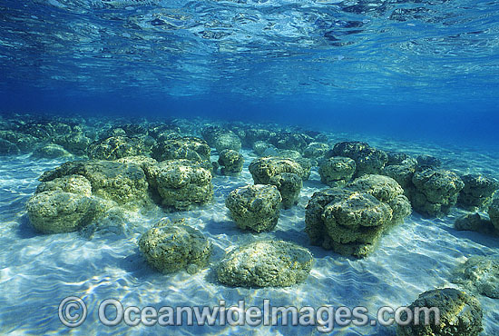 Stromatolites (unique humps of single celled Blue-green Algae). Hamelin Pool, Western Australia Photo - Gary Bell Stromatolites (unique humps of single celled Blue-green Algae). Hamelin Pool, Western Australia Photo - Gary Bell