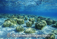 Stromatolites Blue-green Algae Hamelin Pool Photo - Gary Bell