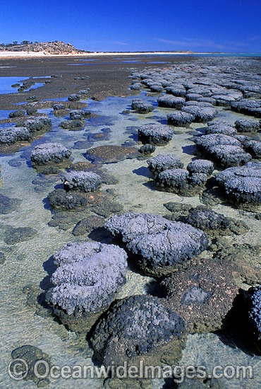 Stromatolites single celled Blue-green Algae photo