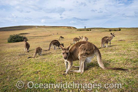 Eastern Grey Kangaroos (Macropus giganteus). Look At Me Now Headland, New South Wales, Australia. Photo - Gary Bell