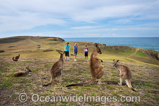 Eastern Grey Kangaroos (Macropus giganteus). Look At Me Now Headland, New South Wales, Australia. Photo - Gary Bell