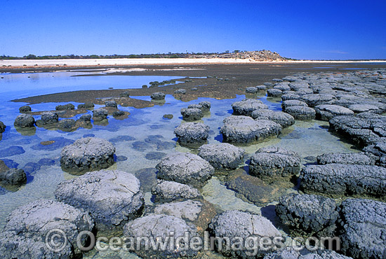 Stromatolites (unique humps of single celled Blue-green Algae). Hamelin Pool, Western Australia Photo - Gary Bell Stromatolites (unique humps of single celled Blue-green Algae). Hamelin Pool, Western Australia Photo - Gary Bell