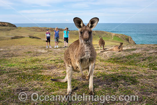 Eastern Grey Kangaroos photo