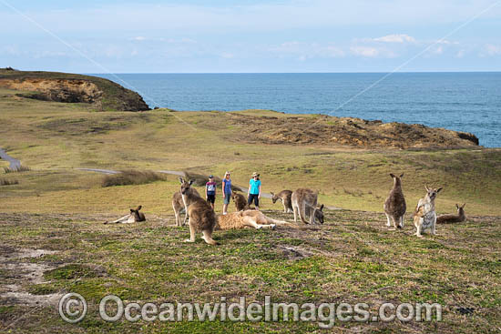 Eastern Grey Kangaroos photo