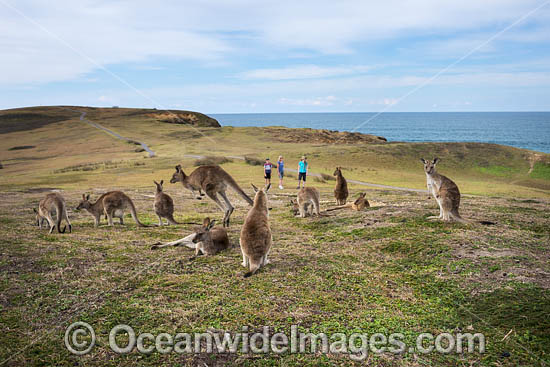 Eastern Grey Kangaroos (Macropus giganteus).  Look At Me Now Headland, New South Wales, Australia. Photo - Gary Bell