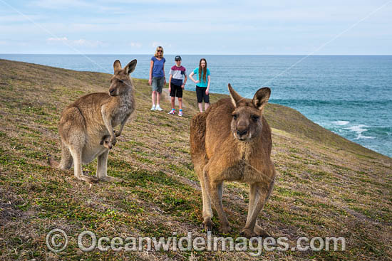 Eastern Grey Kangaroos photo