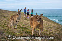 Eastern Grey Kangaroos Photo - Gary Bell