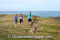 Eastern Grey Kangaroos Photo - Gary Bell