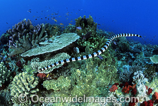Banded Sea Snake searching for prey photo Banded Sea Snake searching for prey photo