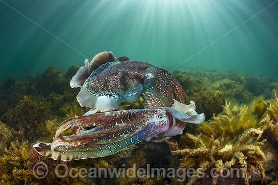 Giant Cuttlefish Whyalla photo Giant Cuttlefish Whyalla photo