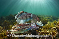 Giant Cuttlefish Whyalla Photo - Gary Bell