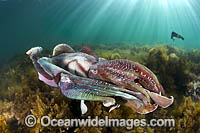 Giant Cuttlefish Whyalla Photo - Gary Bell