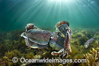 Giant Cuttlefish Whyalla Photo - Gary Bell