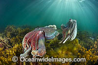 Giant Cuttlefish Whyalla Photo - Gary Bell