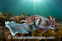 Giant Cuttlefish Whyalla Photo - Gary Bell