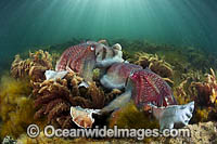 Giant Cuttlefish Whyalla Photo - Gary Bell