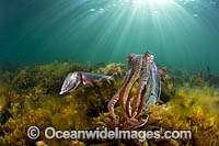 Giant Cuttlefish Whyalla Photo - Gary Bell