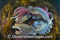 Giant Cuttlefish Whyalla Photo - Gary Bell