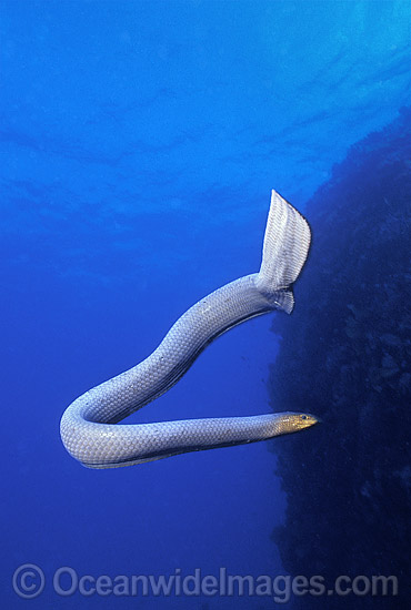 Olive Sea Snake (Aipysurus laevis). Also known as Golden Sea Snake. Great Barrier Reef, Queensland, Australia Photo - Gary Bell