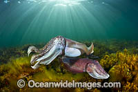 Giant Cuttlefish Whyalla Photo - Gary Bell