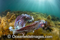 Giant Cuttlefish Whyalla Photo - Gary Bell