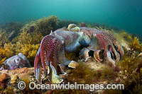 Giant Cuttlefish Whyalla Photo - Gary Bell