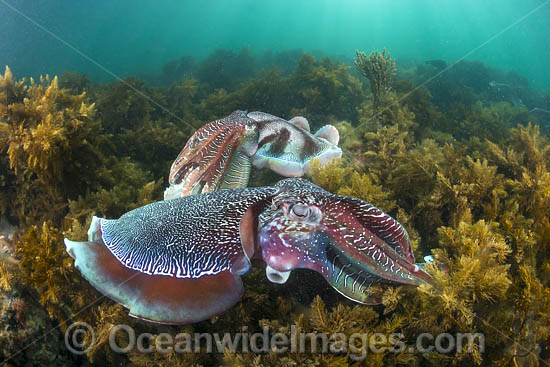 Giant Cuttlefish Whyalla photo