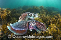 Giant Cuttlefish Whyalla Photo - Gary Bell