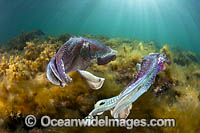 Giant Cuttlefish Whyalla Photo - Gary Bell