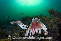 Giant Cuttlefish Whyalla Photo - Gary Bell