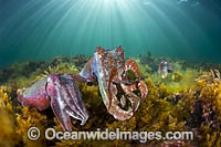 Giant Cuttlefish Whyalla Photo - Gary Bell