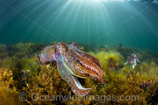 Giant Cuttlefish Whyalla photo Giant Cuttlefish Whyalla photo