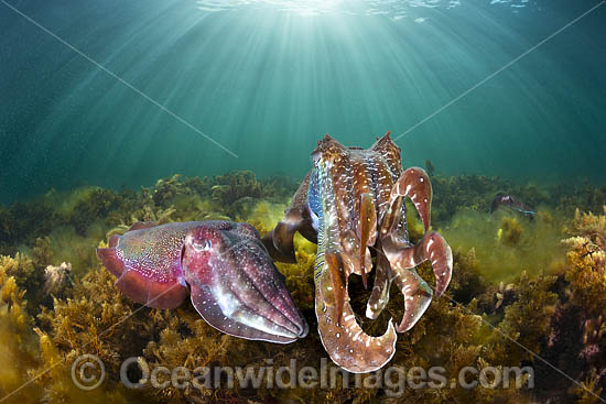 Giant Cuttlefish Whyalla photo Giant Cuttlefish Whyalla photo