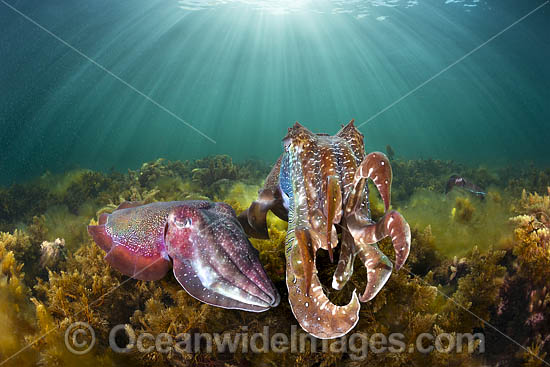 Giant Cuttlefish Whyalla photo