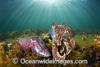 Giant Cuttlefish Whyalla Photo - Gary Bell