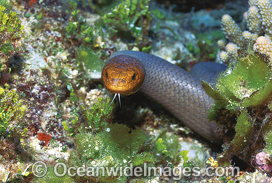 Olive Sea Snake Aipysurus laevis photo Olive Sea Snake Aipysurus laevis photo