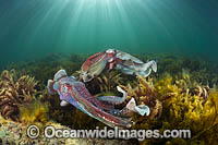 Giant Cuttlefish Whyalla Photo - Gary Bell