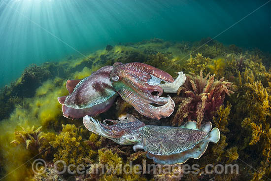 Giant Cuttlefish Whyalla photo Giant Cuttlefish Whyalla photo