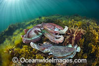 Giant Cuttlefish Whyalla Photo - Gary Bell