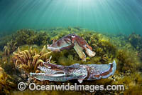 Giant Cuttlefish Whyalla Photo - Gary Bell