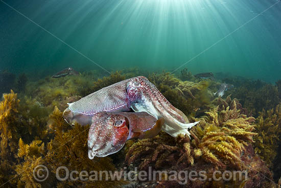 Giant Cuttlefish Whyalla photo Giant Cuttlefish Whyalla photo