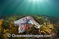 Giant Cuttlefish Whyalla Photo - Gary Bell