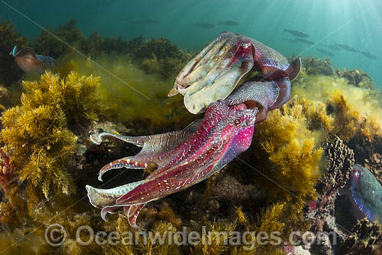 Giant Cuttlefish Whyalla photo Giant Cuttlefish Whyalla photo