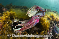 Giant Cuttlefish Whyalla Photo - Gary Bell