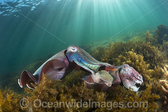 Giant Cuttlefish male and female photo