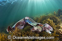 Giant Cuttlefish male and female Photo - Gary Bell