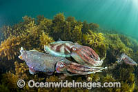 Giant Cuttlefish males rivalling Photo - Gary Bell